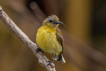The olive-backed sunbird (Cinnyris jugularis ), also known as the yellow-bellied sunbird, is a species of sunbird found from Southern Asia to Australia