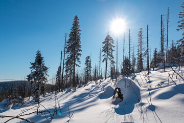 Winter wonderland scene in snow-covered forest destroyed by windbreak in Zawoja, Zywiec Beskids,...