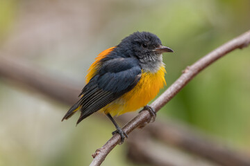 Fototapeta premium The orange-bellied flowerpecker (Dicaeum trigonostigma) is a species of bird in the family Dicaeidae. It is found in Bangladesh, Brunei,Indonesia, Malaysia, Myanmar, the Philippines, Singapore