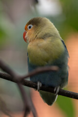Fischer's lovebird (Agapornis fischeri) is a small parrot species of the genus Agapornis