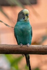 The budgerigar (Melopsittacus undulatus), also known as the common parakeet, shell parakeet or budgie is a small, long-tailed, seed-eating parrot native to Australia