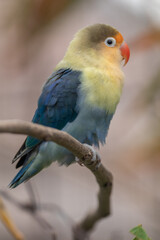Fischer's lovebird (Agapornis fischeri) is a small parrot species of the genus Agapornis