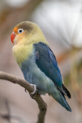 Fischer's lovebird (Agapornis fischeri) is a small parrot species of the genus Agapornis
