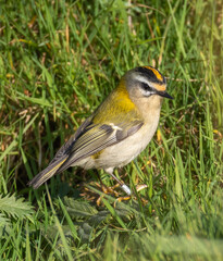 Firecrest (Regulus ignicapilla) in migrationtime, at Ottenby, southern tip of Oland, Sweden.