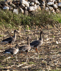 White-fronted Goose (Anser albifrons) and Bean Goose (Anser fabalis), at Southern Oland, Sweden.