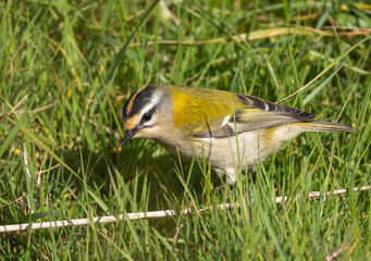 Firecrest (Regulus ignicapilla) in migrationtime, at Ottenby, southern tip of Oland, Sweden.