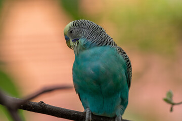 The budgerigar (Melopsittacus undulatus), also known as the common parakeet, shell parakeet or budgie is a small, long-tailed, seed-eating parrot native to Australia