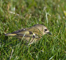 Goldcrest (Regulus regulus) in migrationtime, at Ottenby, southern tip of Oland, Sweden.