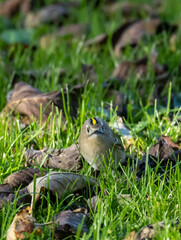 Goldcrest (Regulus regulus) in migrationtime, at Ottenby, southern tip of Oland, Sweden.
