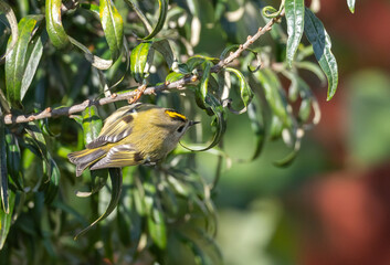 Goldcrest (Regulus regulus) in migrationtime, at Ottenby, southern tip of Oland, Sweden.