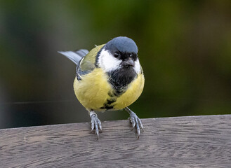 Great Tit (Parus major) female, at Ottenby, southern tip of Oland, Sweden.