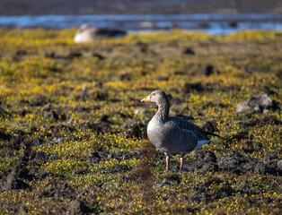 Greylag Goose (Anser anser) at Beijershamn nature reserve on Oland, Sweden.