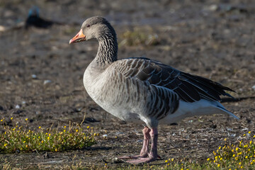 Greylag Goose (Anser anser) at Beijershamn nature reserve on Oland, Sweden.