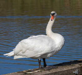 Mute Swan (Cygnus olor) adult, at a small lake in Skane, southern Sweden.