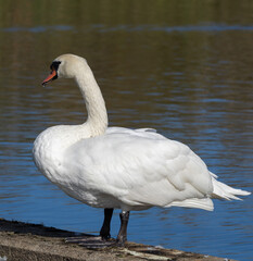 Naklejka premium Mute Swan (Cygnus olor) adult, at a small lake in Skane, southern Sweden.