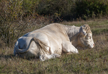 Resting bull at a pasture at Beijershamn on western Oland, Sweden.