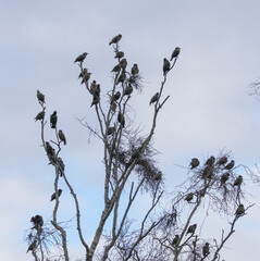 Starlings (Sturnus vulgaris) in winter plumage, sitting in a tree on southeastern Oland, Sweden.