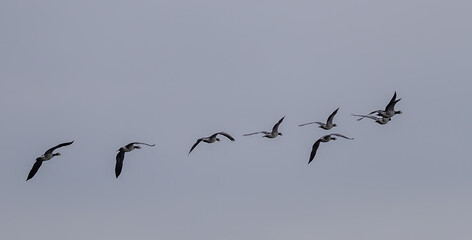 Barnacle Goose (Branta leucopsis) flying at Ottenby, southern tip of Oland, Sweden.