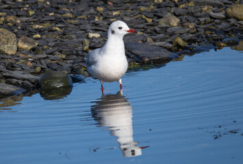 Black-headed Gull (Chroicocephalus ridibundus) at Ottenby, southern tip of Oland, Sweden.