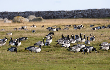 Barnacle Goose (Branta leucopsis) foraging at a beach meadow at Ottenby, southern tip of Oland, Sweden.