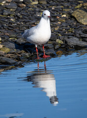 Black-headed Gull (Chroicocephalus ridibundus) at Ottenby, southern tip of Oland, Sweden.