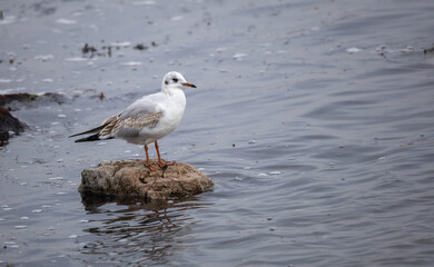 Black-headed Gull (Chroicocephalus ridibundus) at Ottenby, southern tip of Oland, Sweden.