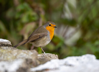 European Robin (Erithacus rubecula) in migrationtime, at Ottenby, southern tip of Oland, Sweden.