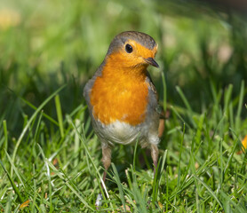 European Robin (Erithacus rubecula) in migrationtime, at Ottenby, southern tip of Oland, Sweden.