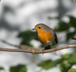 European Robin (Erithacus rubecula) in migrationtime, at Ottenby, southern tip of Oland, Sweden.