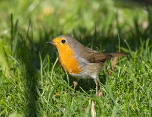 European Robin (Erithacus rubecula) in migrationtime, at Ottenby, southern tip of Oland, Sweden.