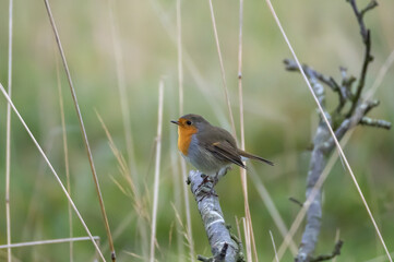 European Robin (Erithacus rubecula) in migrationtime, at Ottenby, southern tip of Oland, Sweden.