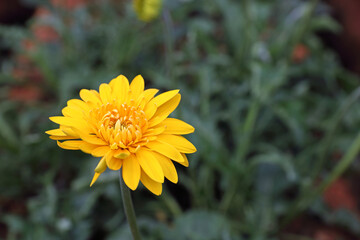 Beautiful yellow gerbera daisy flower growing up in flower farm	
