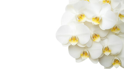 Obraz premium Luxurious White Orchids isolated on white or transparent background, png clipart, design element