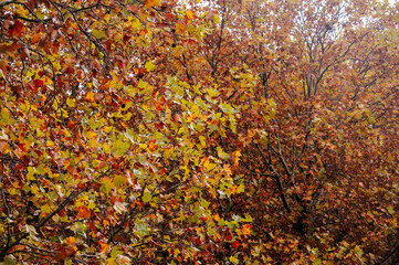 Baumkronen mit herbstlich gefärbten Laub 
