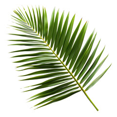 Obraz premium A leafy green palm tree leaf is shown in full color