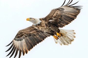 Fototapeta premium Majestic Bald Eagle in Flight Photo