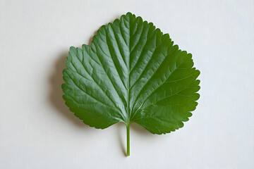 Vibrant Green Leaf Illustration