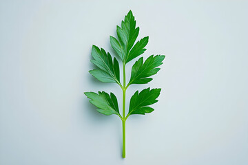 Fototapeta premium Vibrant Green Parsley Sprig Illustration