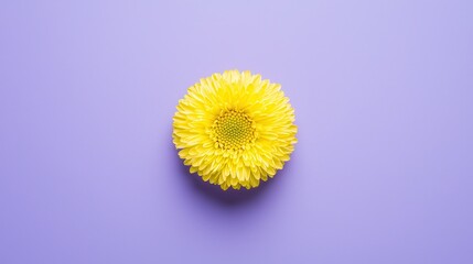Bright Yellow Flower on Lavender Background for Vibrant Designs