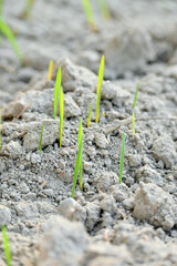 closeup the ripe green soil wheat stitch plant growing with leaves in the farm field with clay soft focus natural green brown background.