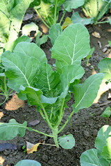 closeup the bunch ripe green cauliflower plant with soil heap growing in the farm soft focus natural green brown background.