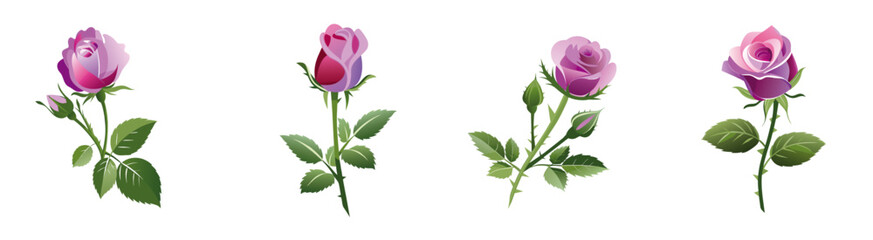 Fototapeta premium Rose 