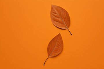 Obraz premium two leaves on an orange background