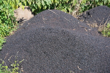  Yirgachefe coffee pre-preparation, washing, pulping during harvesting, Gedo Region, Yirgachefe,...
