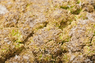 Spoiled broccoli florets with visible mold and fungal growth