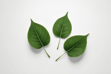 Fototapeta premium three green leaves on a white background