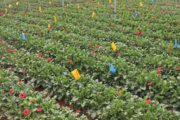 Beautiful Gerbera daisy flowers growing up in flower farm - Floriculture	
