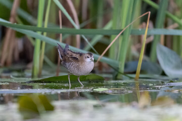 kleines Sumpfhuhn auf Futtersuche in einem Teich mit Wasserpflanzen - aufgenommen aus dem floating hide