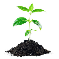 A small green plant is growing in a pile of dirt