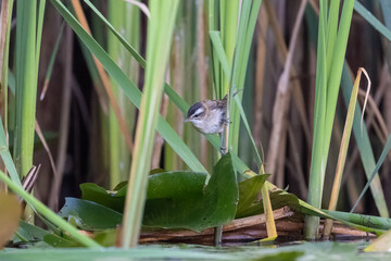 Mariskenrohrsänger sitzt auf Halmen im Schilf - aufgenommen aus dem floating hide